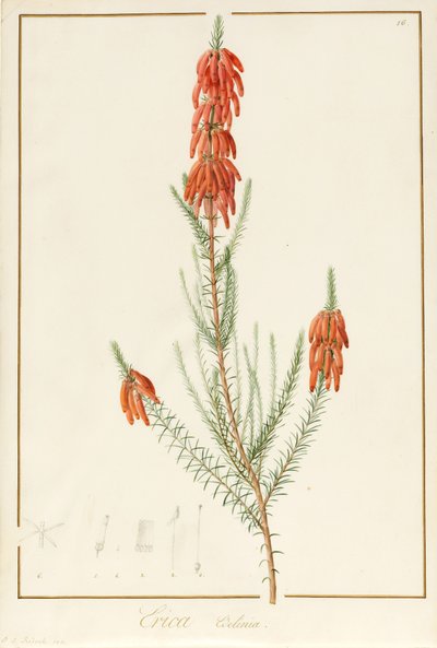 Erica Edilinei, 1811 by Pierre Joseph Redouté